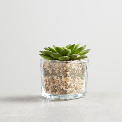 Pomona Mini Succulent on Square Glass Pot - 9 cms