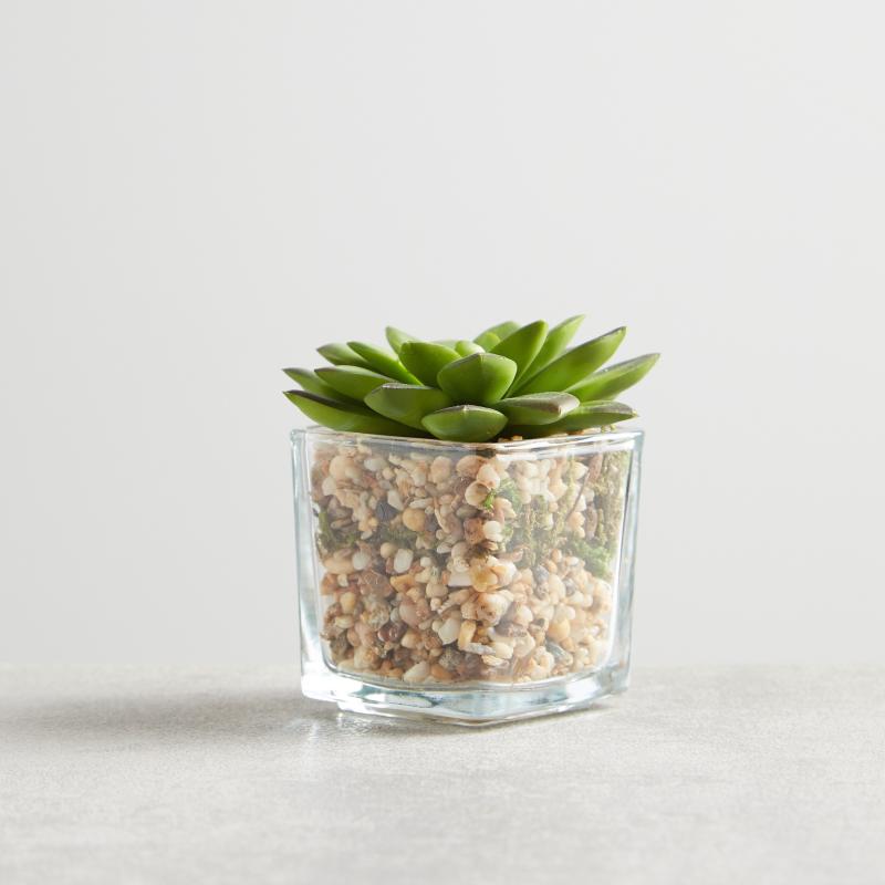 Pomona Mini Succulent on Square Glass Pot - 9 cms